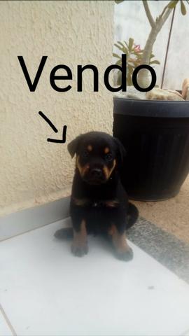Filhotes de rottweiler