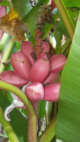Muda de bananeira Rosa