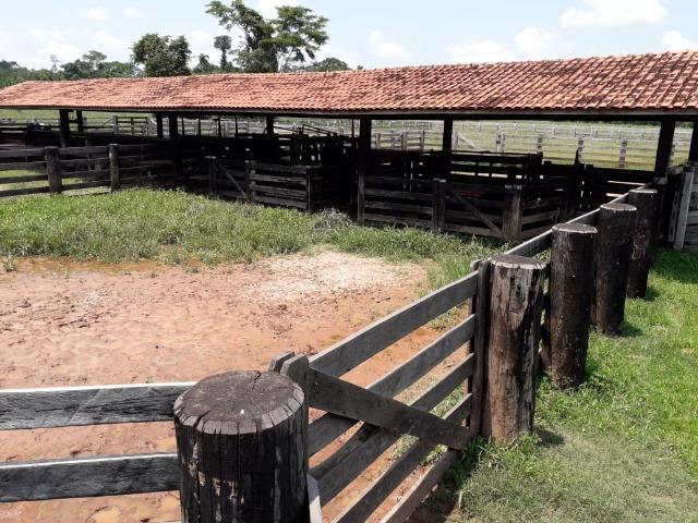 Fazenda 1.232 Hectares Terra de Cultura - MT - Foto 5