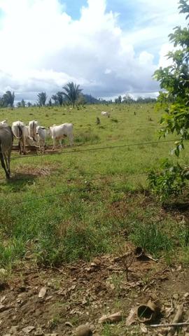 Sitio 38 Alqueire Colniza // terra excelente para cultivo // criação de gado - Foto 3