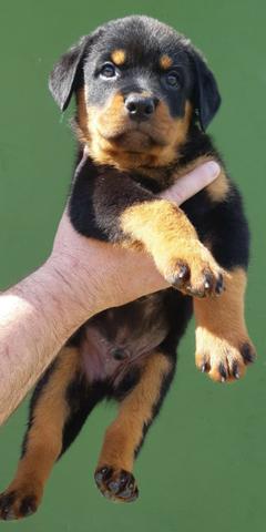 Filhotes de Rottweiler alto padrão genético com pedigree CBKC - Foto 6
