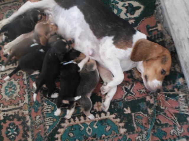 Beagle - Foto 3