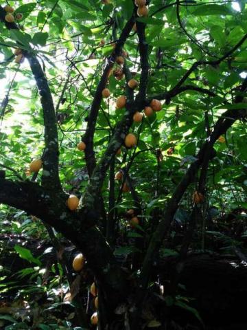 Fazenda de cacau no sul da bahia. mascote - camacã - itabuna - Foto 19