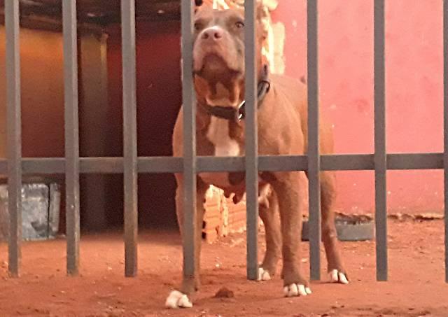 PIT BUL - Foto 3