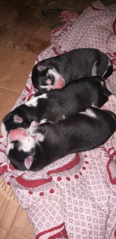 Filhotes de husky siberiano - Foto 5