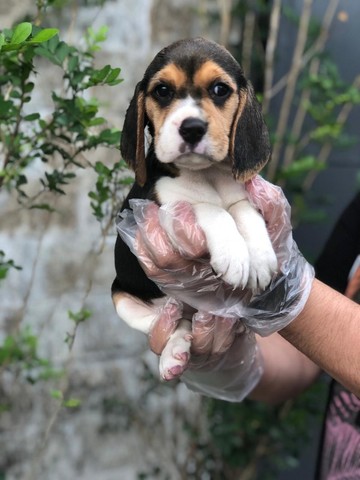 Beagle 13 polegadas, muito fofos  - Foto 2