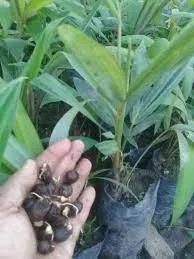 mudas da palmeira bacabas  - Foto 2