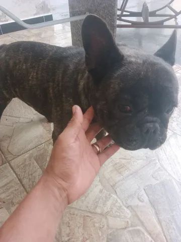 Filhote de bulldog francês 100% puro - Foto 4