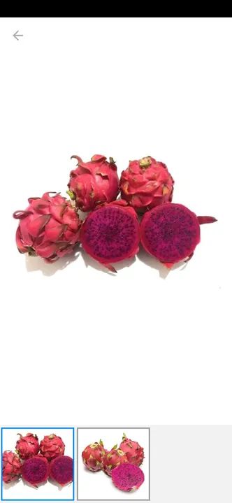 Mudas de Pitaya Vermelha - 100 unidades