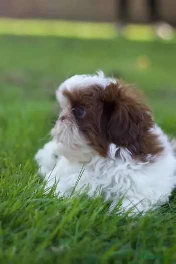 Shih Tzu lindos macho e fêmea disponíveis  - Foto 2