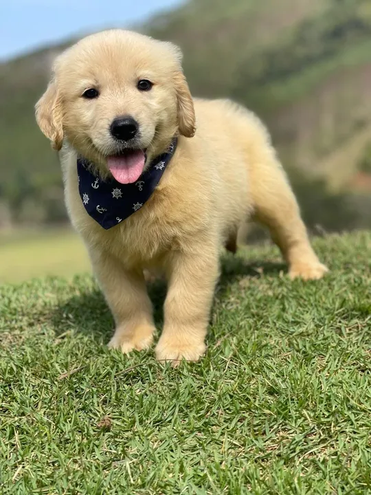 Amigo leal