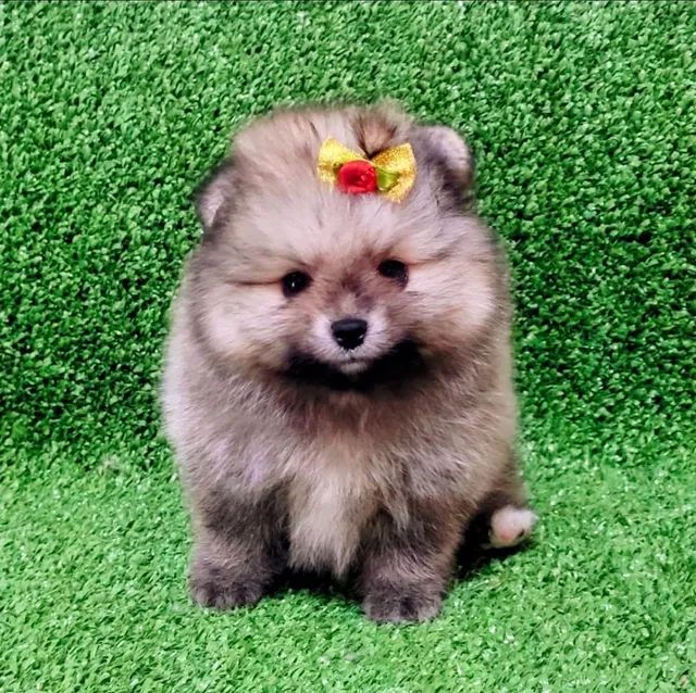 Teddy bear pomeranian for sale sales near me