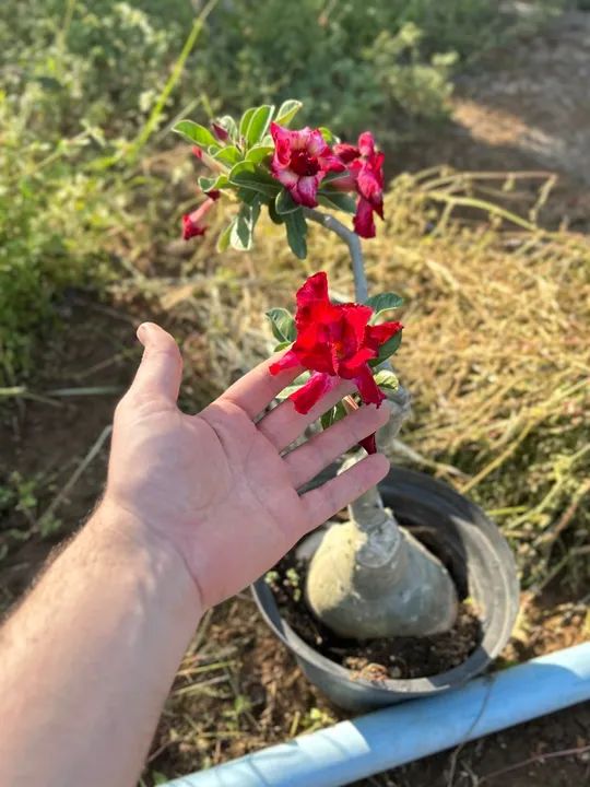 Rosa do deserto Vermelha - Foto 2