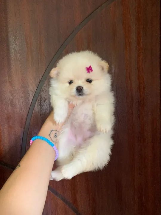 Filhote de Spitz Alemão - fêmea  - Foto 2