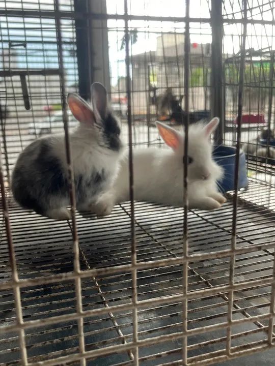 Casal de coelhos - Foto 2