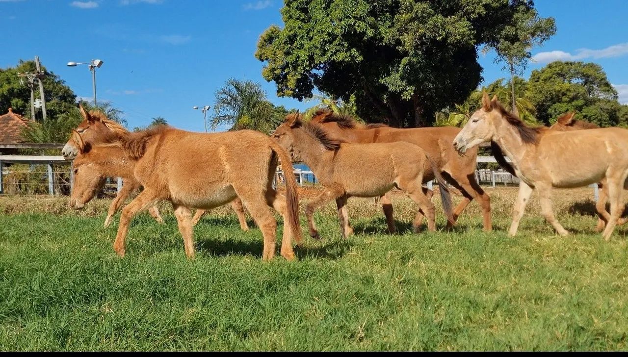 BURROS DE JUMENTO PEGA MARCHADOR COM ÉGUAS PURO SANGUE ÁRABE COM CERCA DE 24 MESES - Foto 5