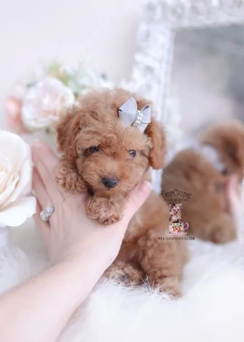 poodle ,marron red
