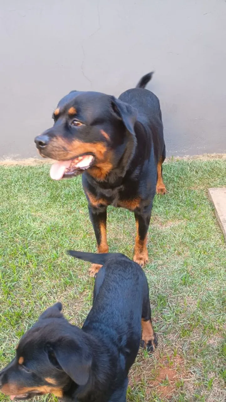 Rottweiler filhotes!