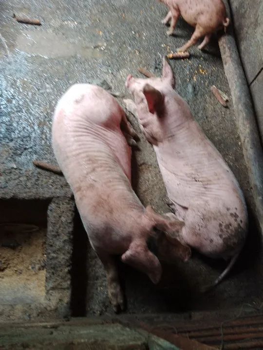 Vendo casal de porco novo  - Foto 2