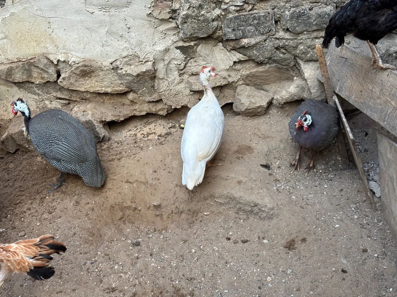 Vendo capotes, branco e comum.