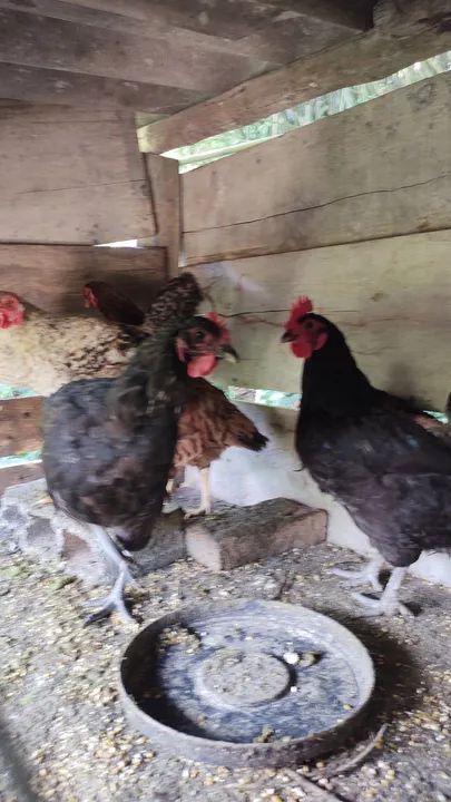 Galo Carijó e Galinhas - Foto 3