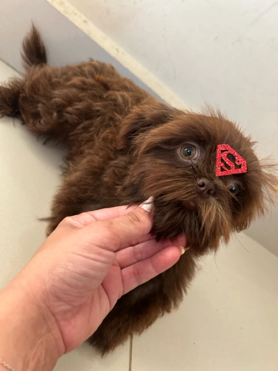 Shih Tzu macho chocolate sólido