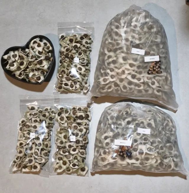 1000 SEMENTES MORINGA - Foto 5