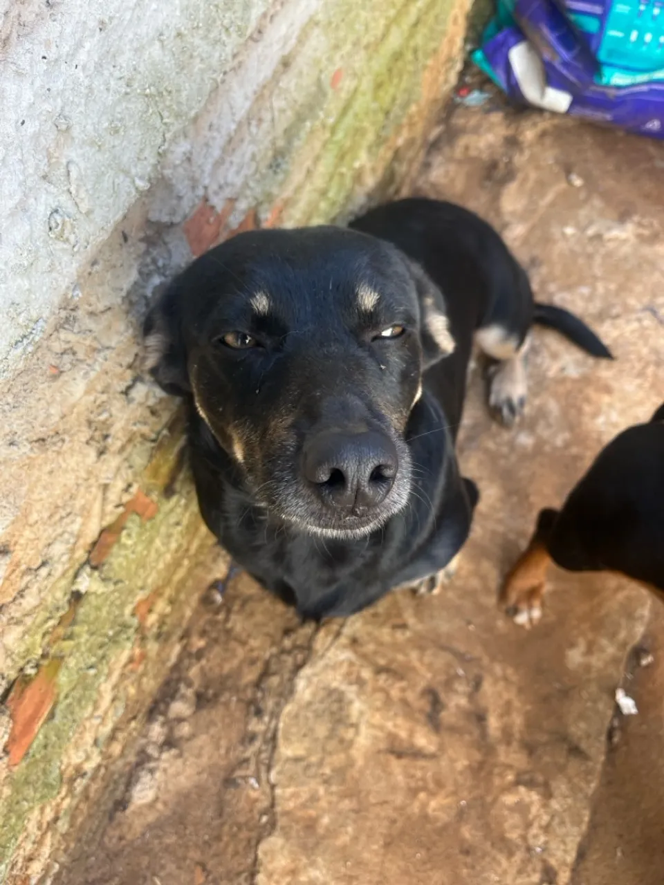Cãozinho de porte pequeno