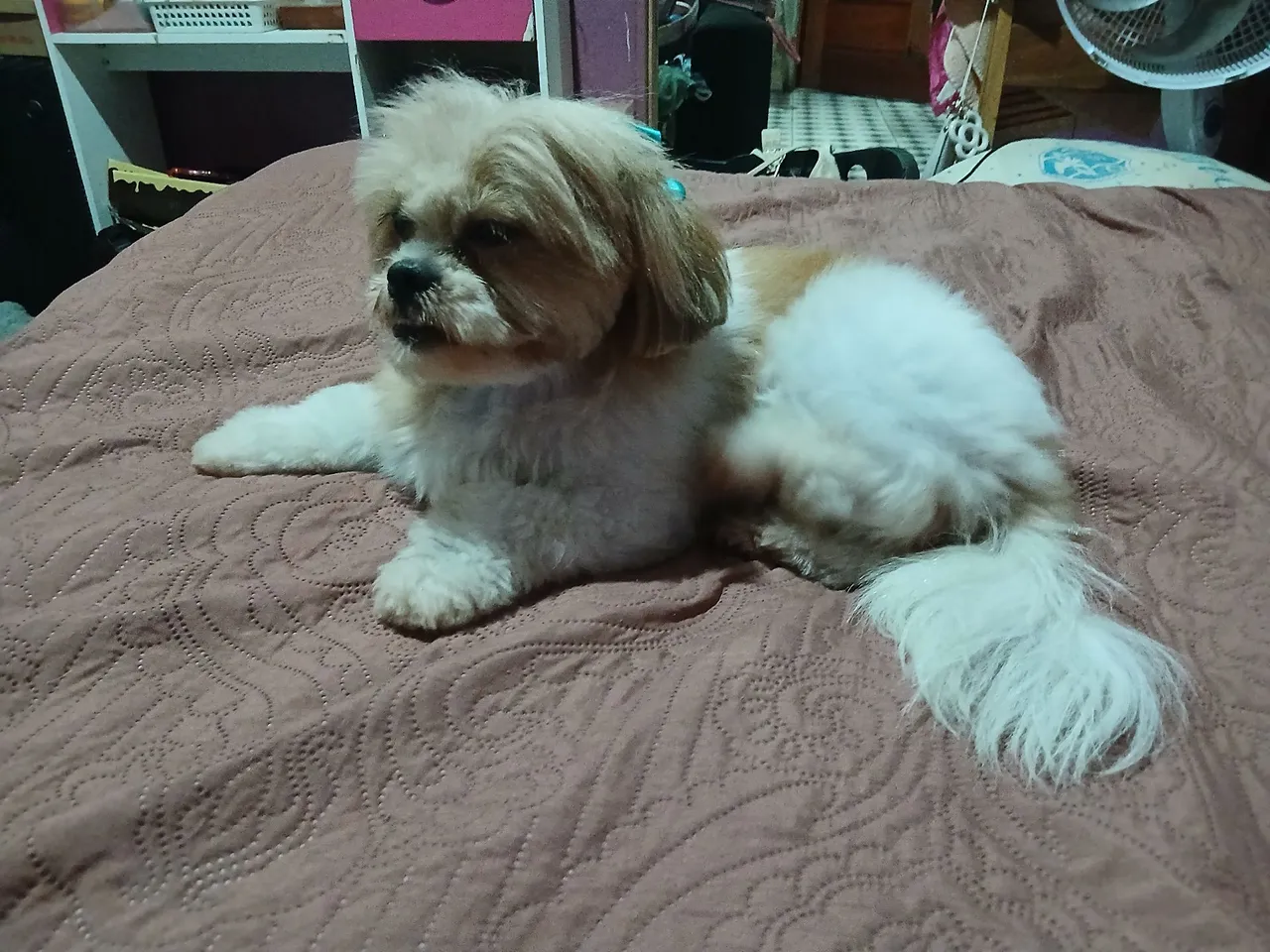Shih Tzu Fofa
