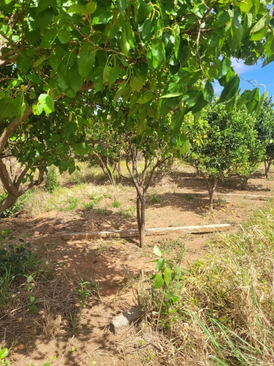 Foto - Ribeirão Preto - Campos Elísios