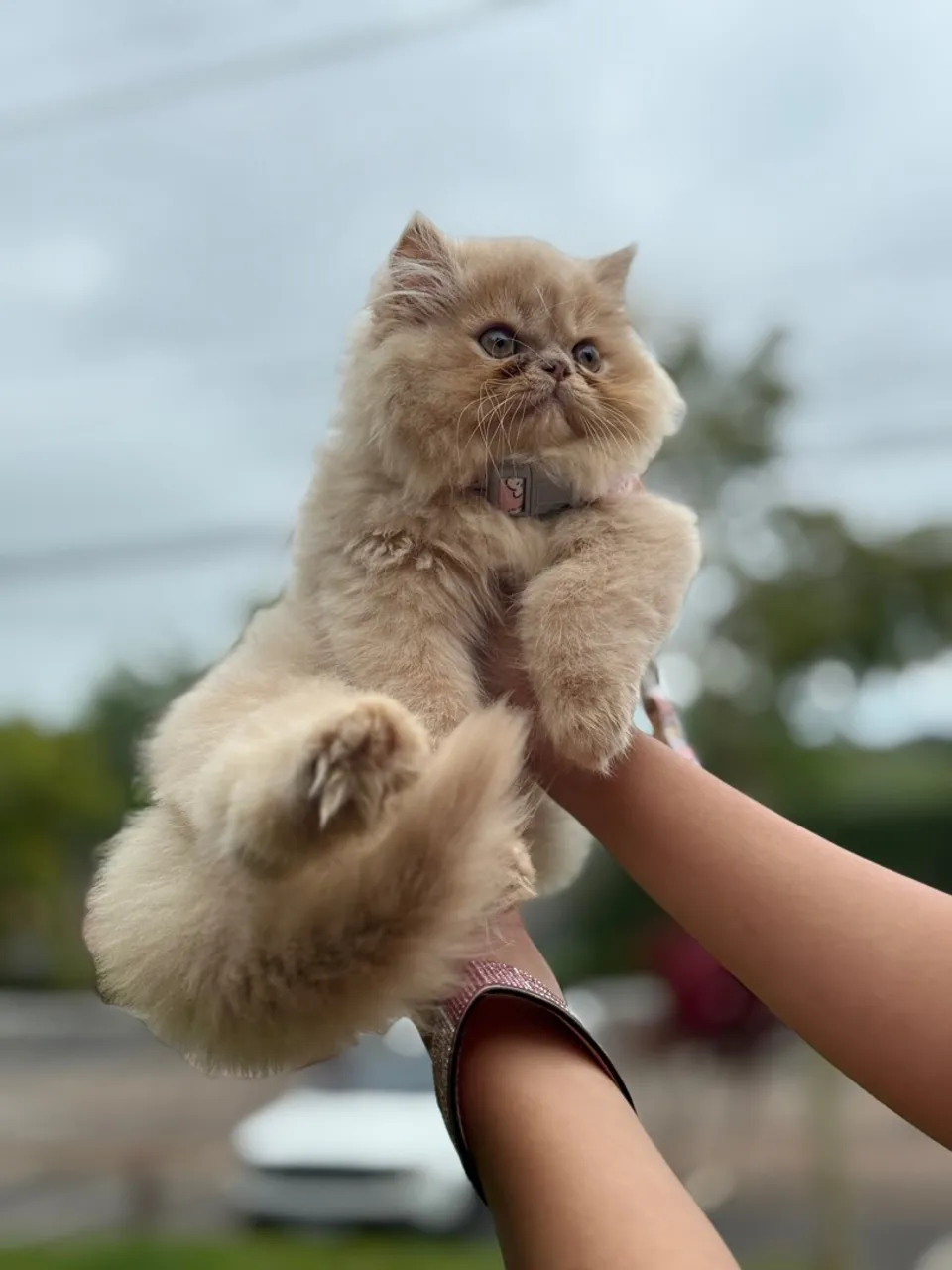 Gatinho Persa Extremo