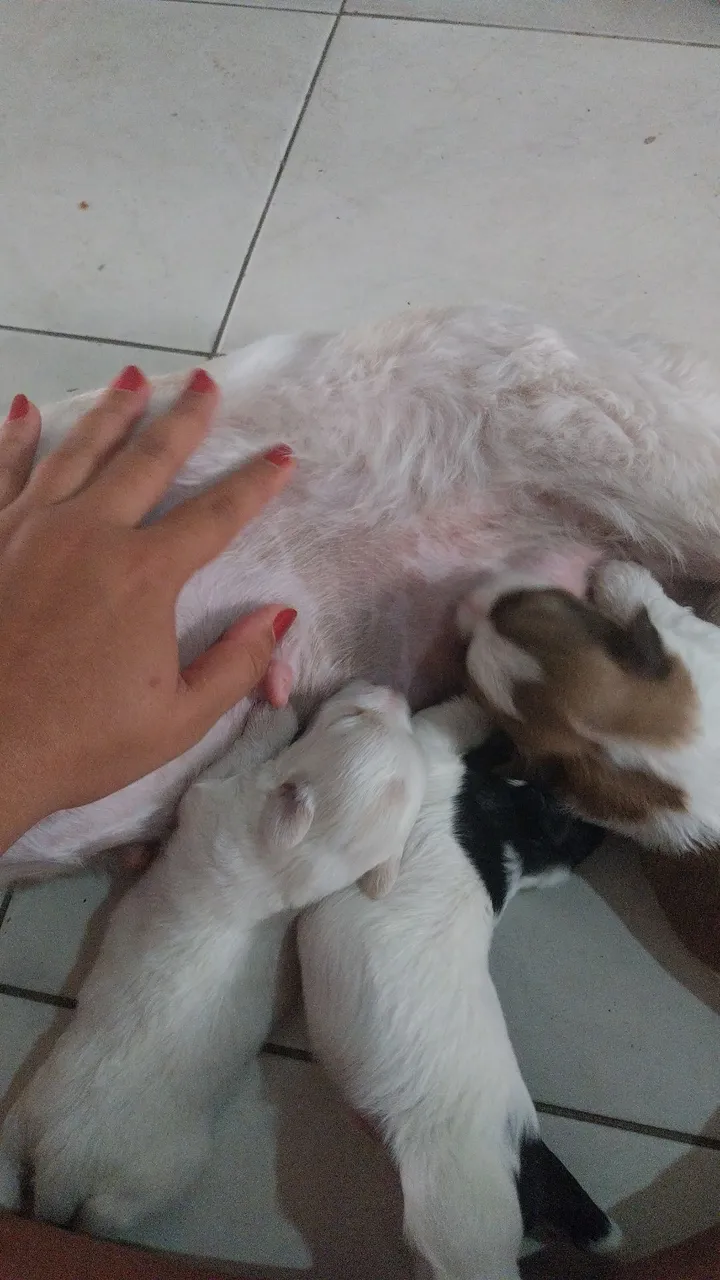 Filhotes de cachorro podle