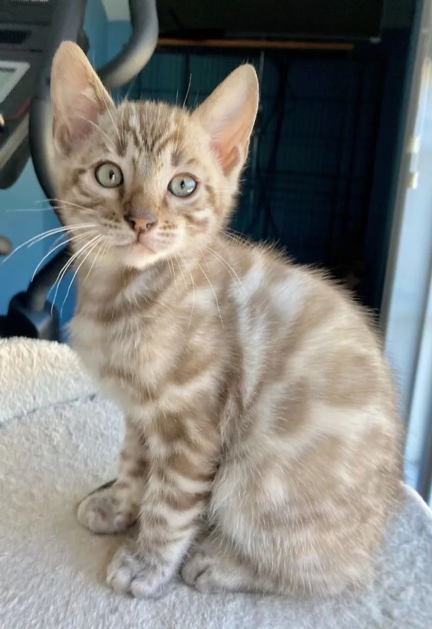 Lindos Filhotes de Bengal Disponíveis - Beleza e Elegância Felina! - Foto 3