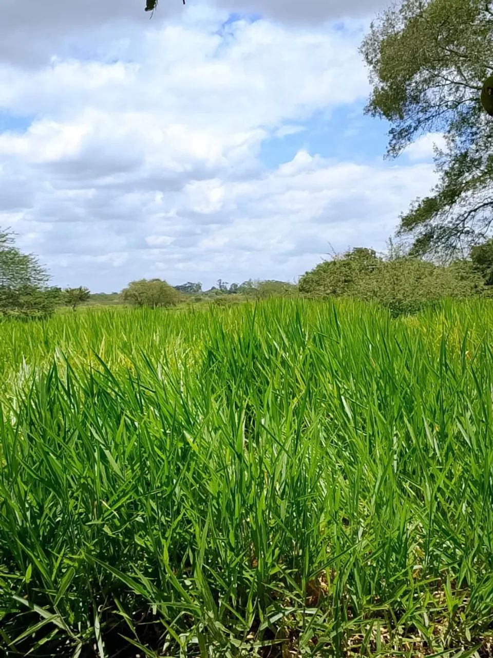 Pasto para alugar  - Foto 2