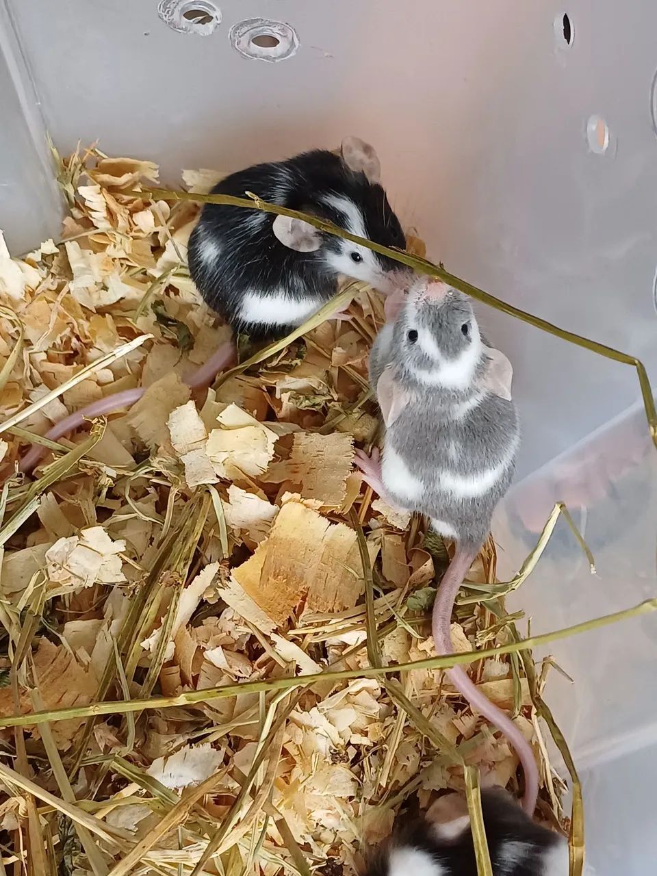 Hamster pet64304356336003125