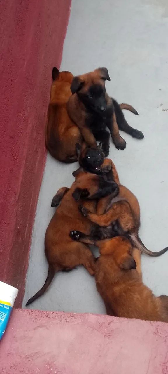 Pastor Belga Malinois com PEDIGREE CBKC 