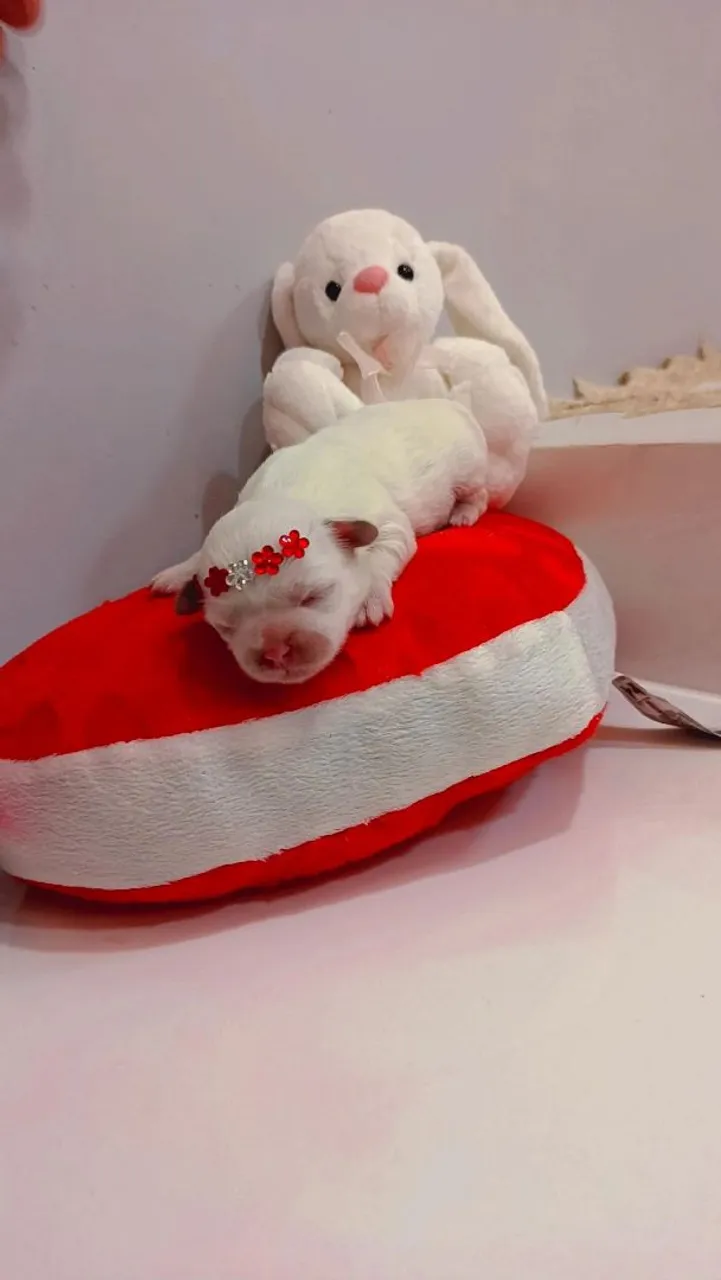 Filhote de Shih Tzu fêmea 