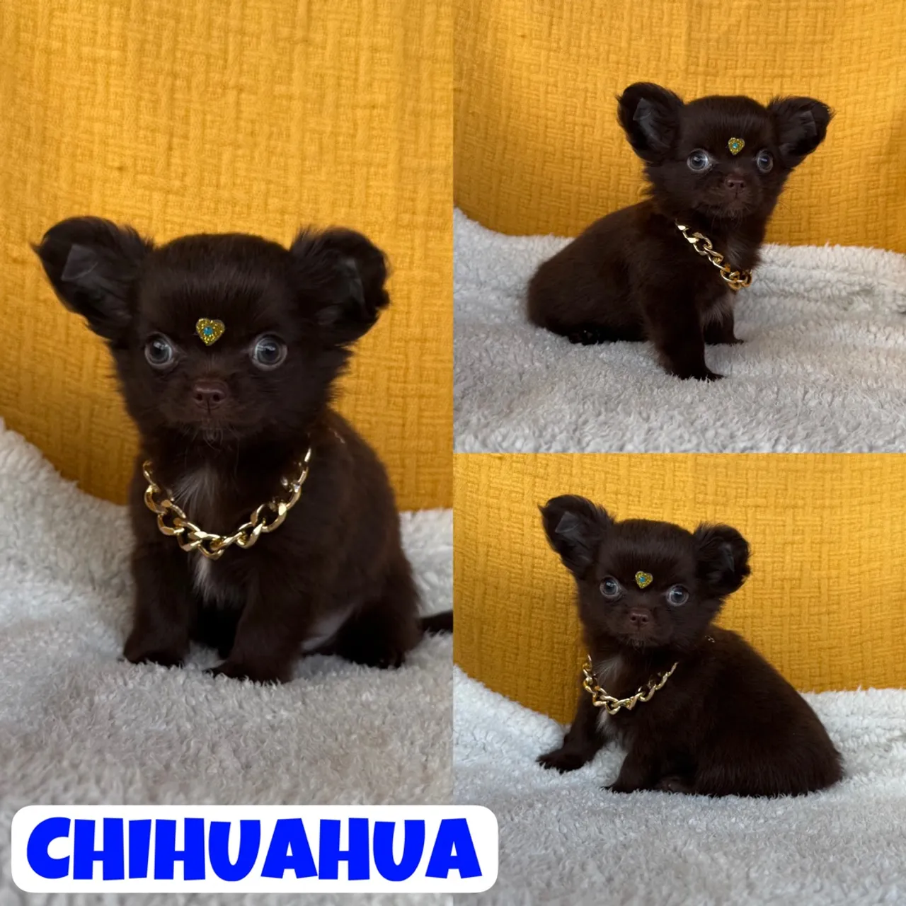 Lindo Machinho de Chihuahua Pêlo Longo Chocolate c/ Pedigre + Garantia + Parcelado 12x