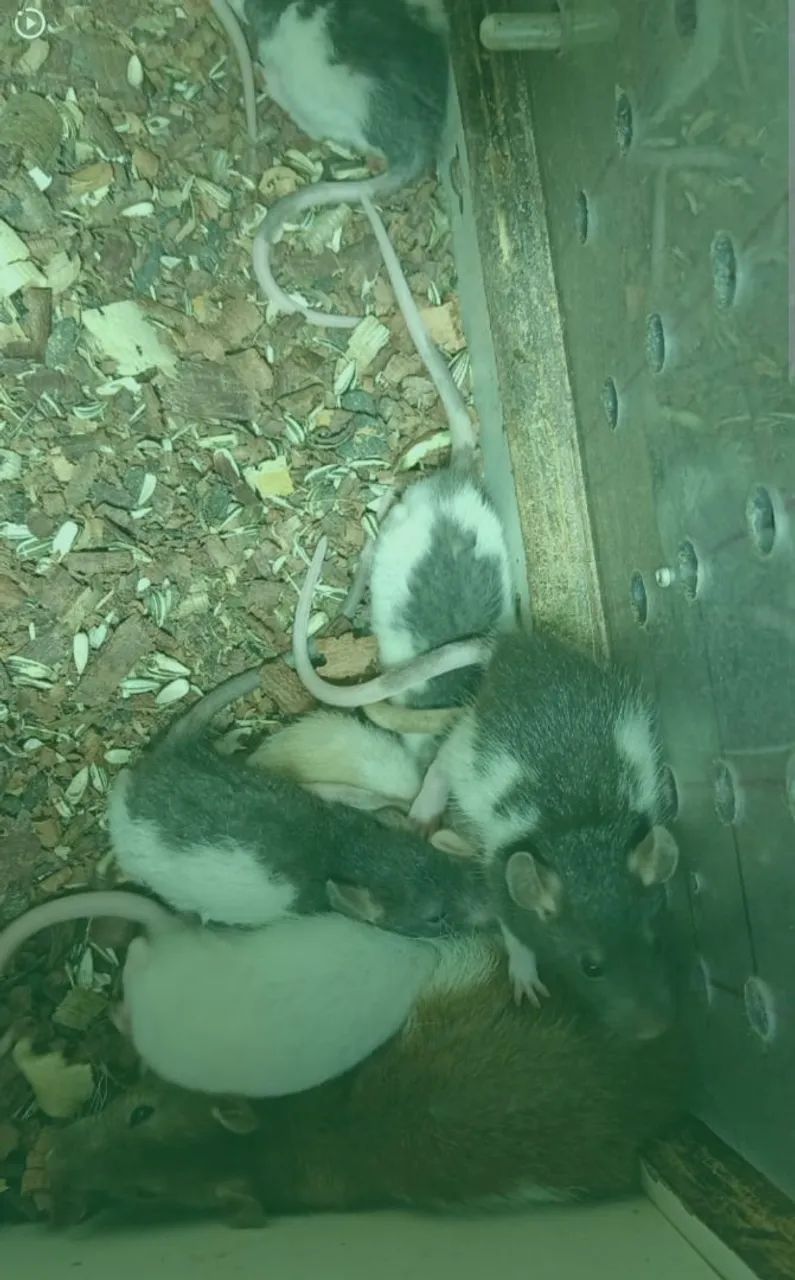 Gerbil e Twister  - Foto 2