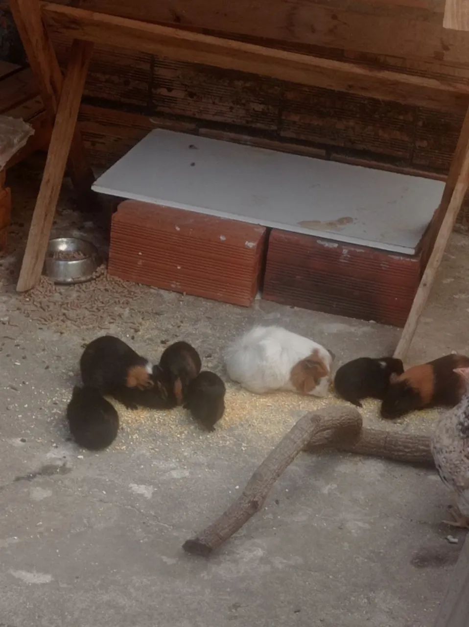 Porquinhas da índia  - Foto 3