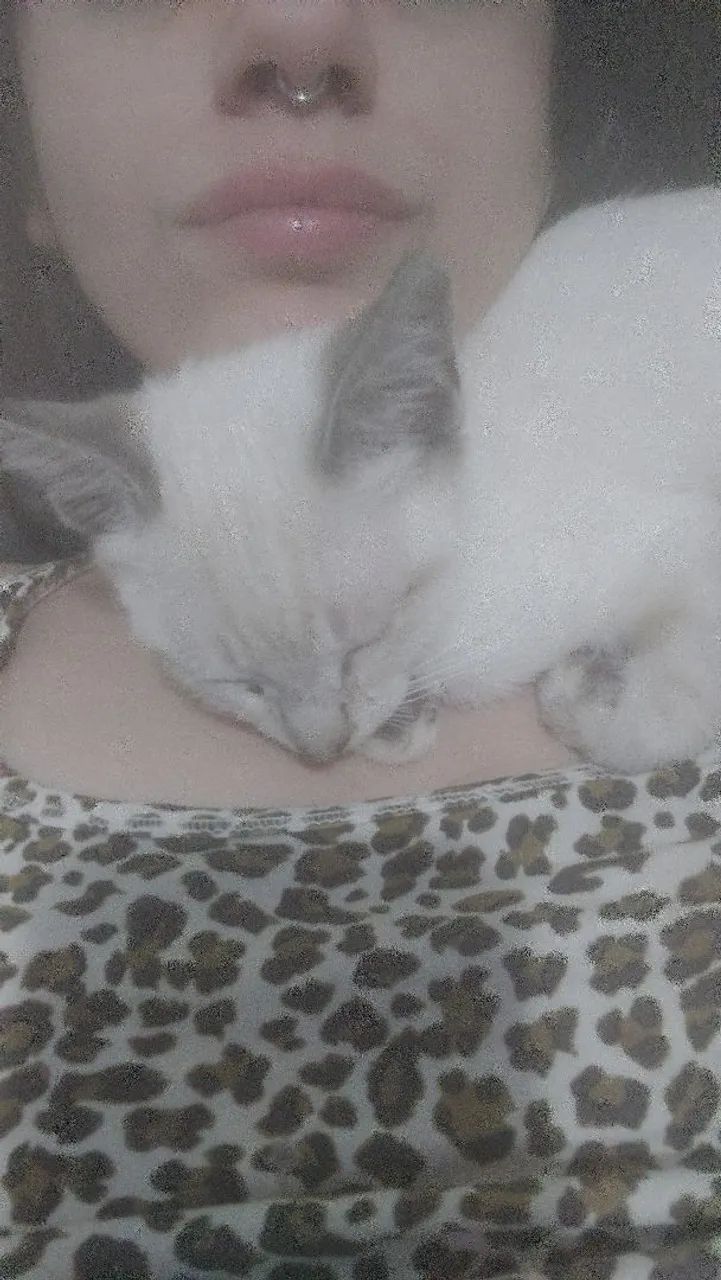Gatinho branco fofinho para adoção - Foto 3