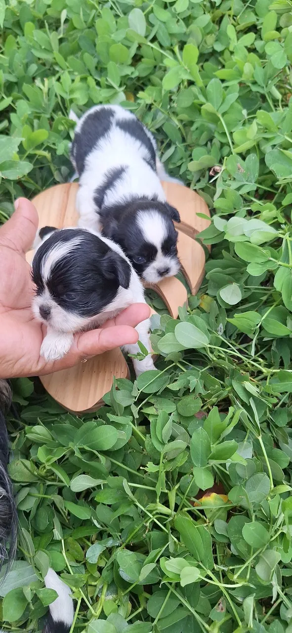 Filhotes de Shih Tzu disponíveis