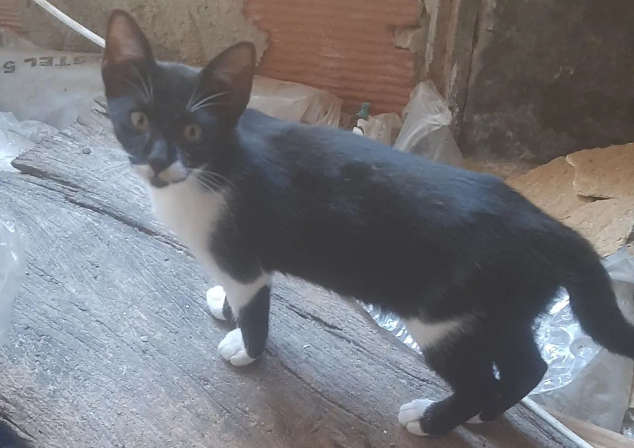 Gatinho lindo disponível para adoção - Foto 2