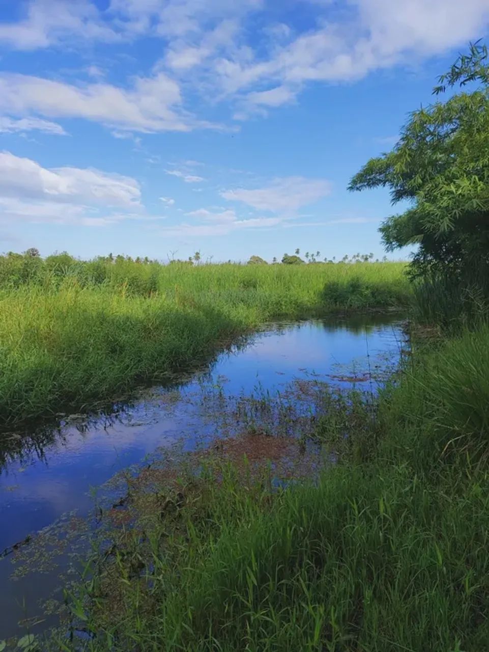 Fazenda com 55 hectares em São José de mipibu frente para BR101 - Foto 5