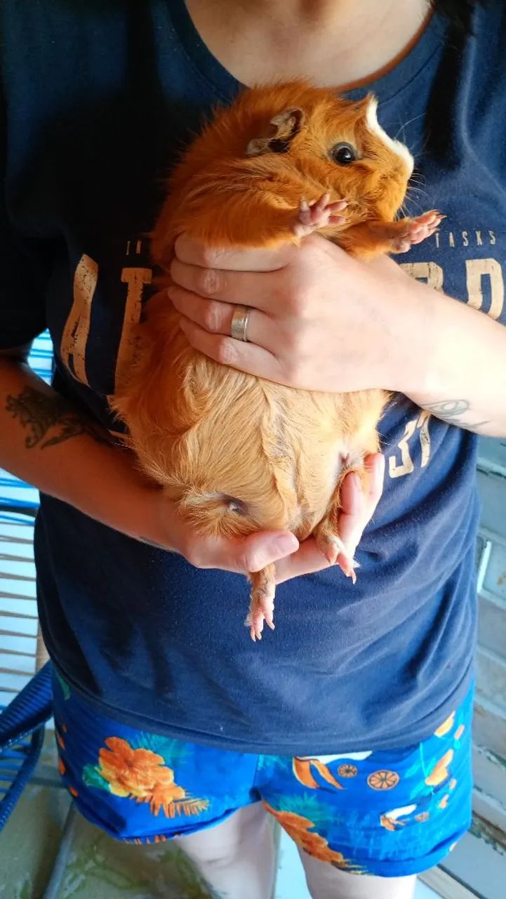 Porquinha da India Abssinio prenha