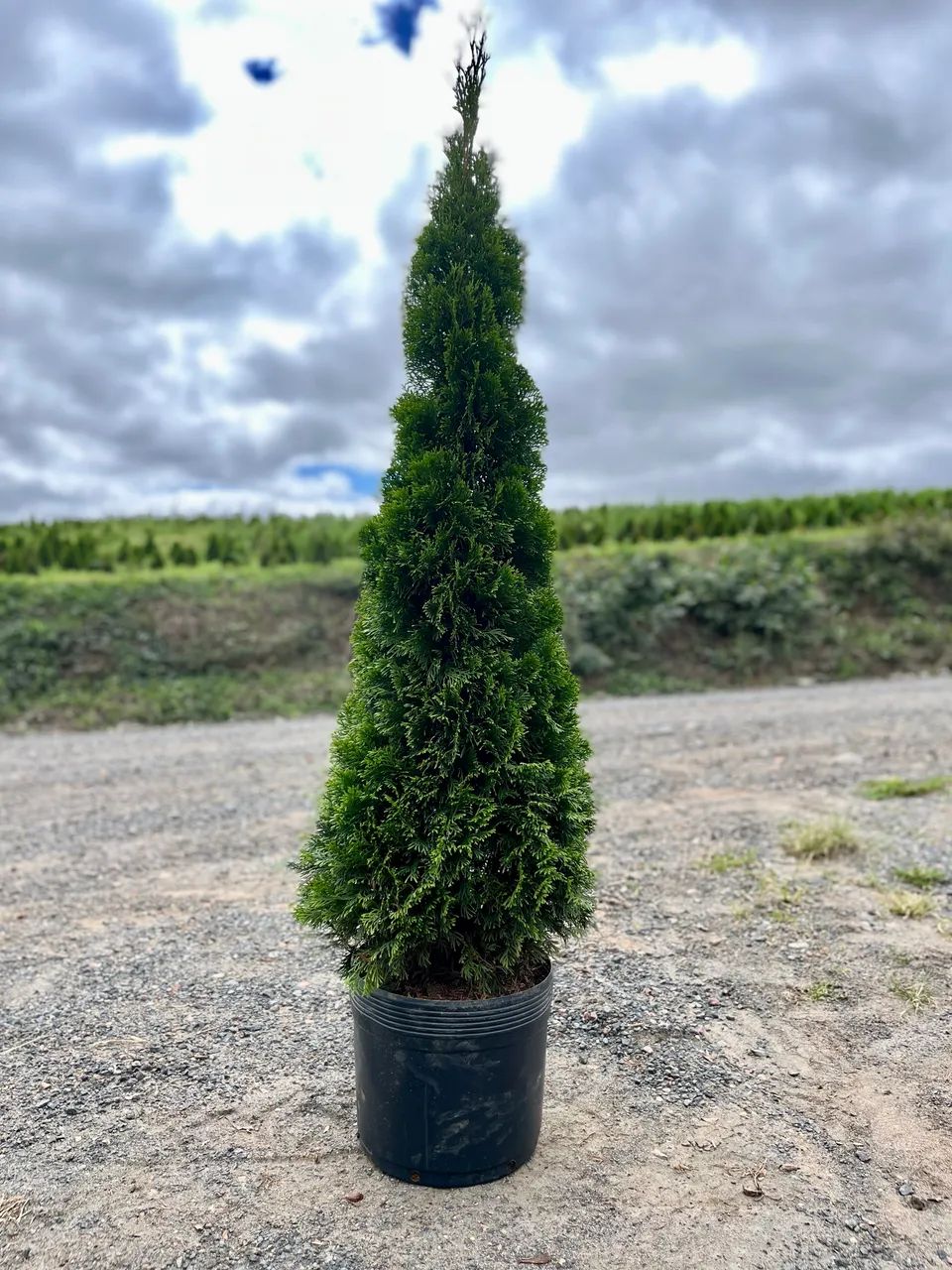 Pinheirinho de Natal 