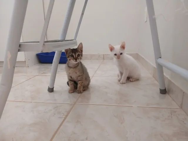 Casal de gatinhos cinza e branco - 2 meses, castração e vacinas garantidas para doação - Foto 2