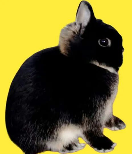 Coelho anão importado padrão show 