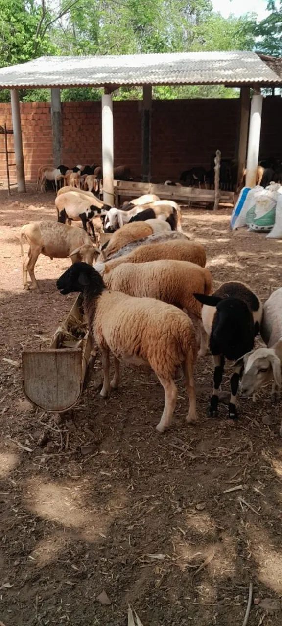 VENDE-SE Carneiros - vivo ou abatido - Foto 3
