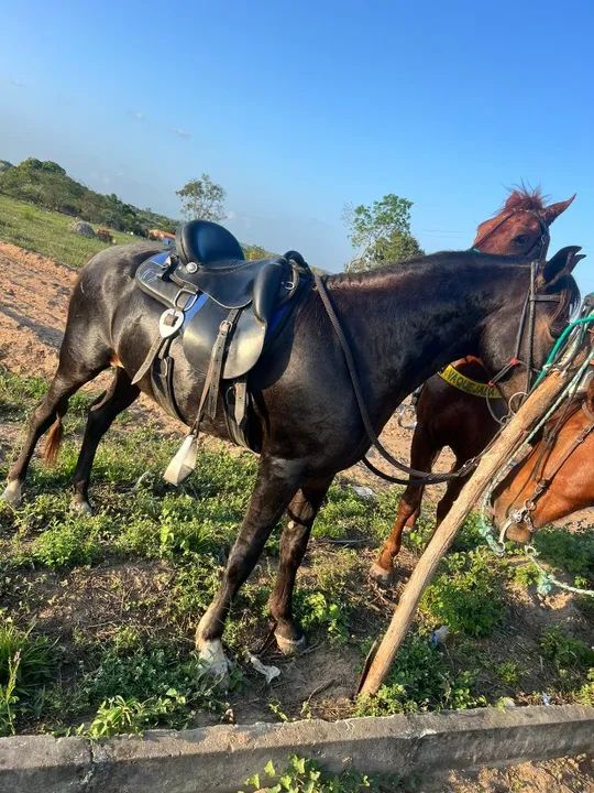 Cavalo a venda - Foto 3